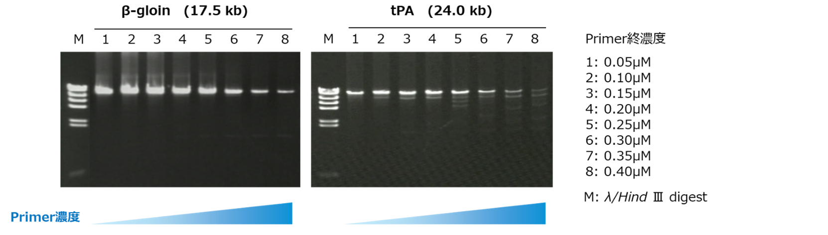 プライマー濃度による増幅の違い